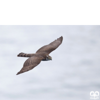 گونه قرقی Eurasian Sparrowhawk